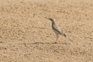 Tawny Pipit (Anthus campestris)