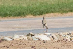 Tawny Pipit (Anthus campestris)