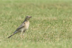 Tawny Pipit (Anthus campestris)