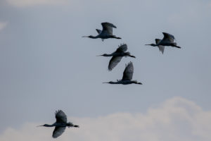 Eurasian Spoonbill (Platalea leucorodia)