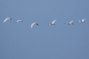 Eurasian Spoonbill (Platalea leucorodia)