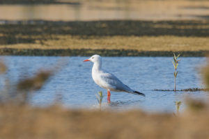 Slender-billed Gull (Chroicocephalus genei)