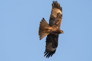 Black Kite (Black) (Milvus migrans migrans)