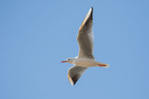 Slender-billed Gull (Chroicocephalus genei)