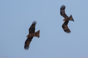 Black Kite (Black) (Milvus migrans migrans)