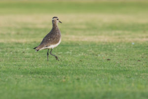 Sociable Lapwing (Vanellus gregarius)