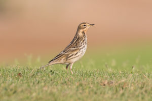 Red-Throated Pipit (Anthus cervinus) Arabia / Red-Throated Pipit