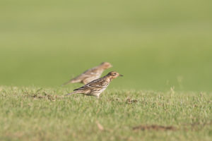 Red-Throated Pipit (Anthus cervinus)