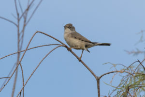 Menetries Warbler (Sylvia mystacea)