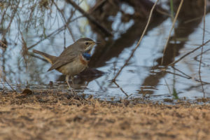 Bluethroat (Luscinia svecica)