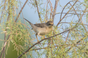 Menetries Warbler (Sylvia mystacea)