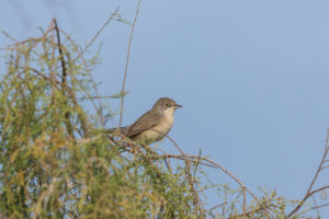 Menetries Warbler (Sylvia mystacea)