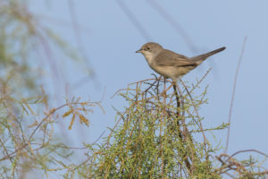 Menetries Warbler (Sylvia mystacea)