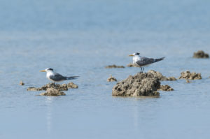 Great Crested Tern (Thalasseus bergii)