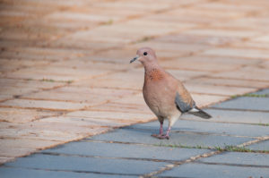 Laughing Dove (Streptopelia senegalensis)