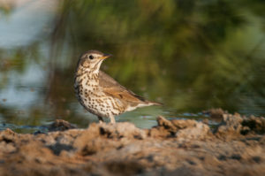 Song Thrush (Turdus philomelos)