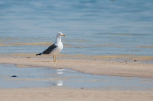 Lesser Black-backed Gull (Larus fuscus)