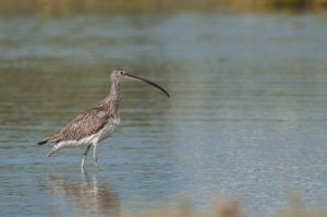 Eurasian Curlew (Numenius arquata)