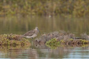 Eurasian Curlew (Numenius arquata)