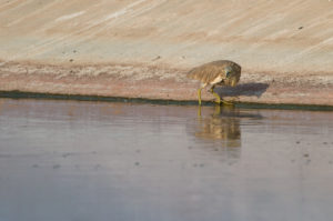 Squacco Heron (Ardeola ralloides)