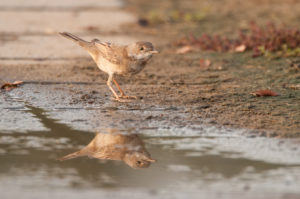 House Sparrow (Passer domesticus)