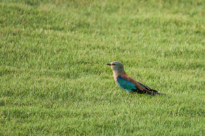 European Roller (Coracias garrulus)