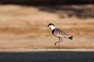 Spur-winged Lapwing (Vanellus spinosus)