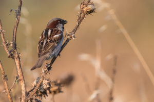 House Sparrow (Passer domesticus)