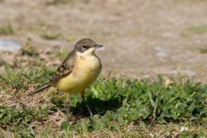 Western Yellow Wagtail (Motacilla flava)