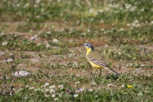 Western Yellow Wagtail (Motacilla flava)