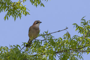 Eurasian Jay (Garrulus glandarius)