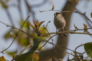 Long-tailed Tit (Aegithalos caudatus)