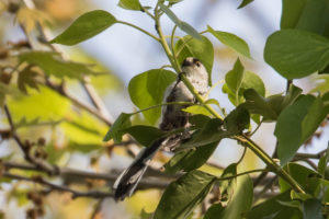 Long-tailed Tit (Aegithalos caudatus)