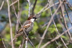 Spanish Sparrow (Passer hispaniolensis)