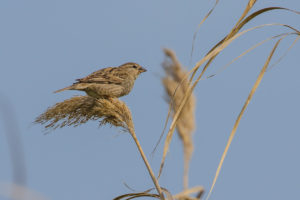 House Sparrow (Passer domesticus)