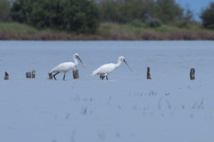 Eurasian Spoonbill (Platalea leucorodia)