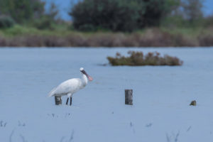 Eurasian Spoonbill (Platalea leucorodia)