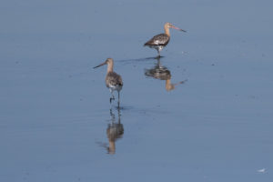 Black-tailed Godwit (Limosa limosa)