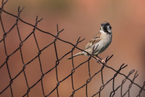 House Sparrow (Passer domesticus)