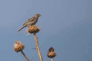 Spanish Sparrow (Passer hispaniolensis)