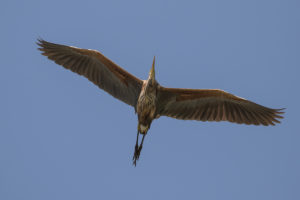 Purple Heron (Ardea purpurea)