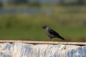 Eurasian Jackdaw (Corvus monedula)