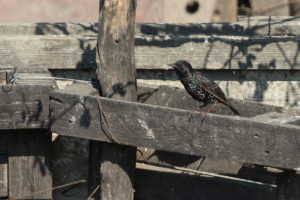 European Starling (Sturnus vulgaris)