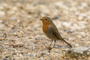 European Robin (Erithacus rubecula)