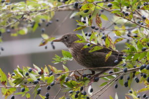 Eurasian Blackbird (Turdus merula)