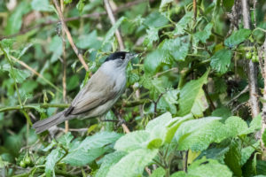 Eurasian Blackcap (Sylvia atricapilla)