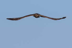 Hen Harrier (Circus Cyaneus)