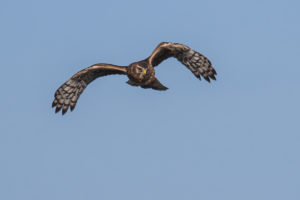 Hen Harrier (Circus Cyaneus)