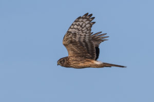 Hen Harrier (Circus Cyaneus)