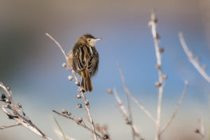 Zitting Cisticola (Cisticola juncidis)